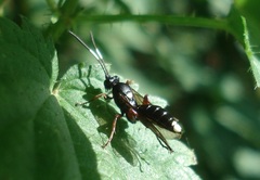 Vulgichneumon saturatorius