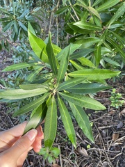 Tristaniopsis laurina
