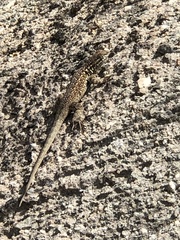 Uta stansburiana elegans