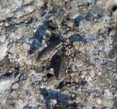 Cicindela punctulata