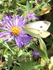 Pieris rapae