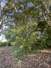 Tristaniopsis laurina