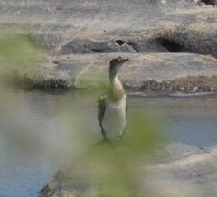 Microcarbo africanus