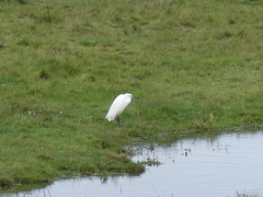 Egretta garzetta garzetta