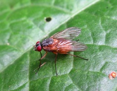 Phaonia rufiventris