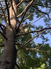 Buteo jamaicensis