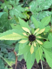 Bidens vulgata