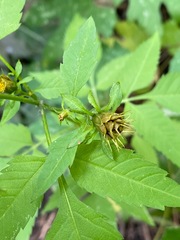 Bidens vulgata