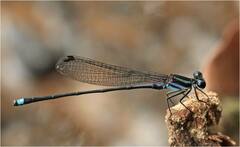 Argia indicatrix