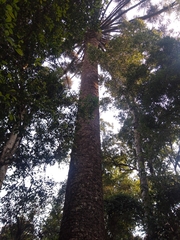 Araucaria angustifolia