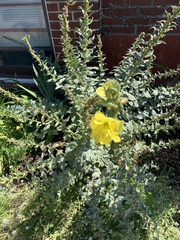 Oenothera biennis