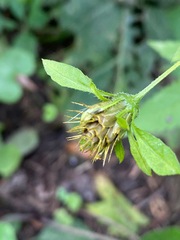 Bidens vulgata