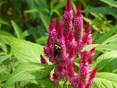 Xylocopa virginica virginica