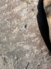 Brachyponera chinensis