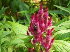Xylocopa virginica virginica