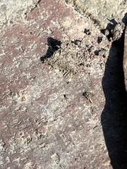 Brachyponera chinensis