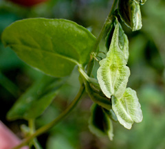 Fallopia scandens
