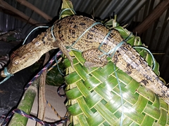 Caiman crocodilus crocodilus