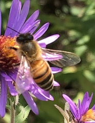 Apis mellifera