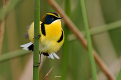 Tachuris rubrigastra