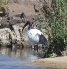 Threskiornis aethiopicus