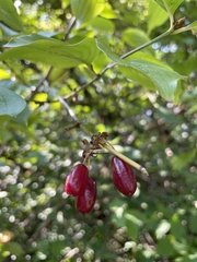 Cornus mas