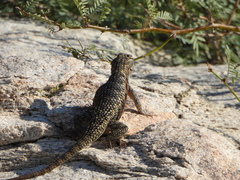 Sceloporus magister