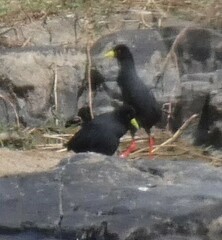 Zapornia flavirostra