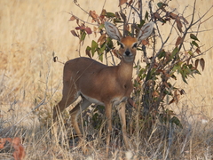 Raphicerus campestris