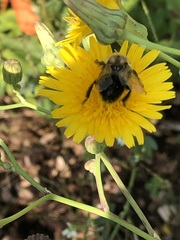 Bombus impatiens