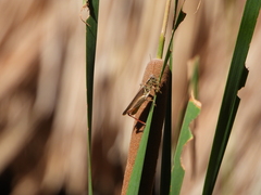 Melanoplus yarrowii