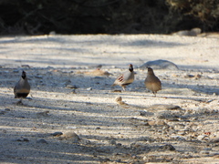 Callipepla gambelii