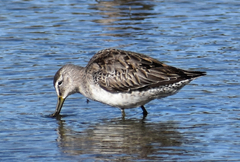 Limnodromus scolopaceus