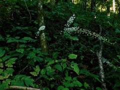 Actaea podocarpa