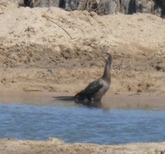 Microcarbo africanus