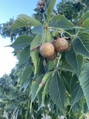 Aesculus glabra