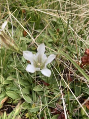 Gentiana newberryi tiogana