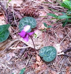 Cyclamen purpurascens