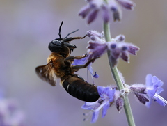 Megachile sculpturalis