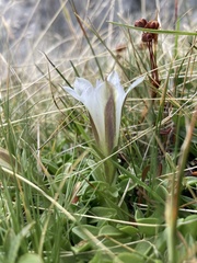 Gentiana newberryi tiogana