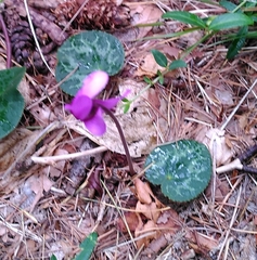 Cyclamen purpurascens