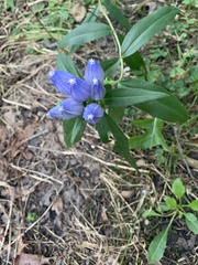 Gentiana andrewsii