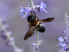 Megachile sculpturalis