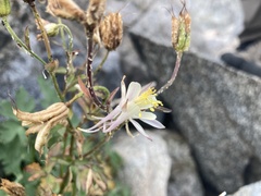 Aquilegia pubescens