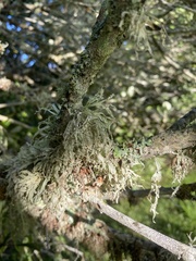 Ramalina celastri