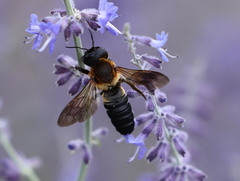 Megachile sculpturalis