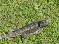 Pogona barbata