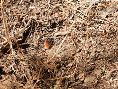 Dasymutilla magnifica