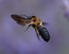 Megachile sculpturalis