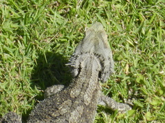 Pogona barbata